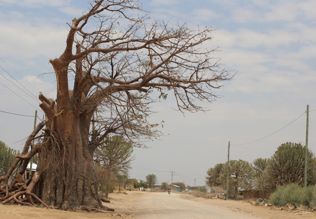 desertando-baobab