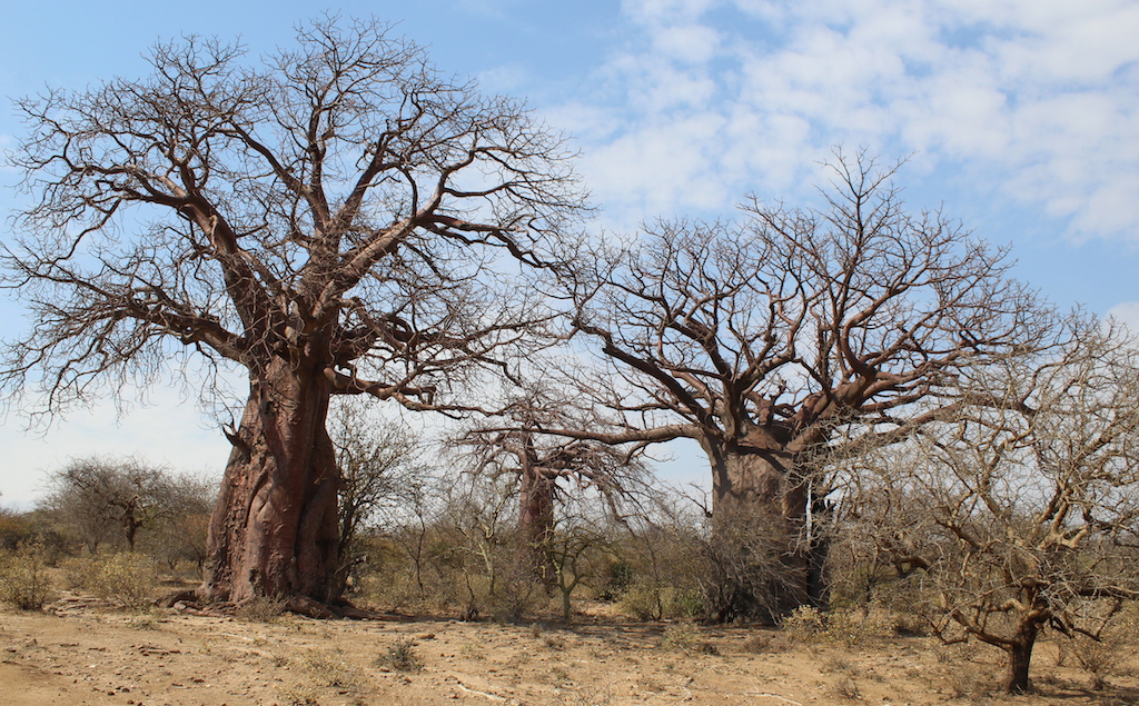 desertando-baobabs 2