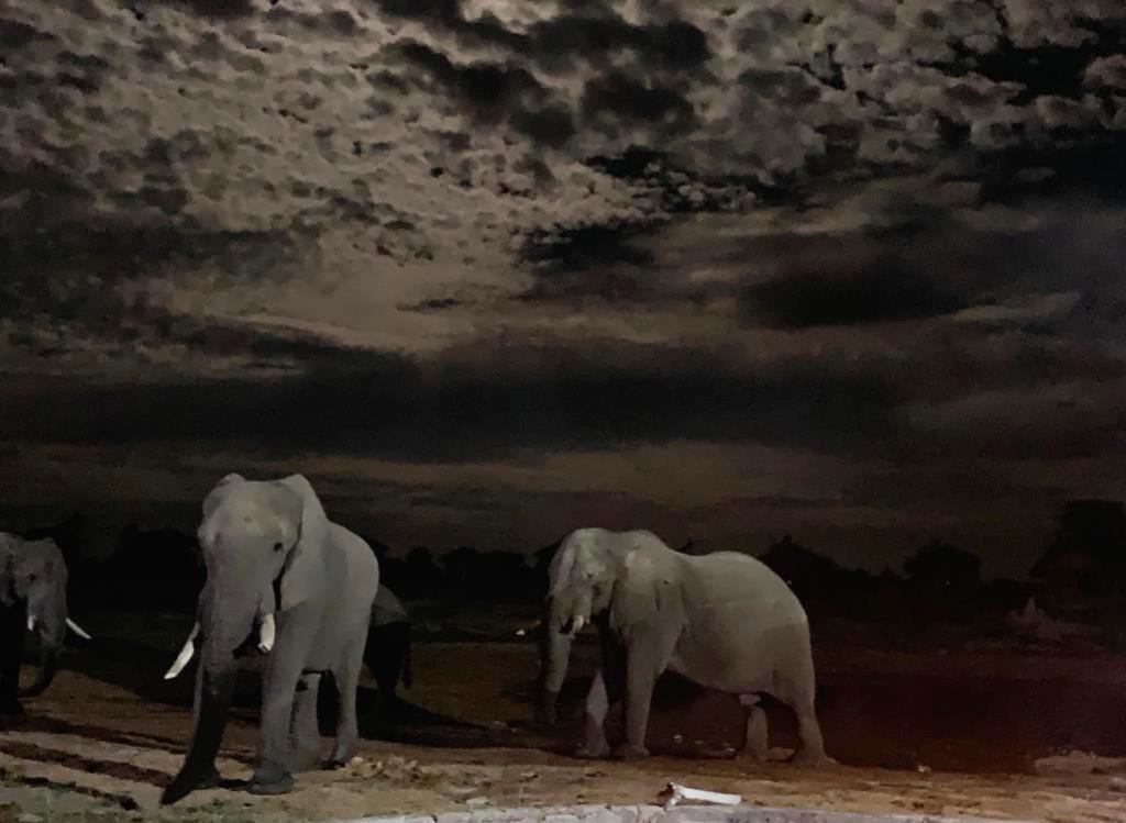 África - Botswana - elefantes